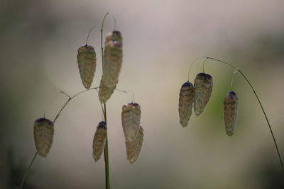 Close-up of butterfly on leaf