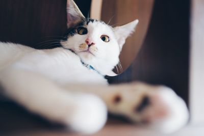 Close-up portrait of a cat