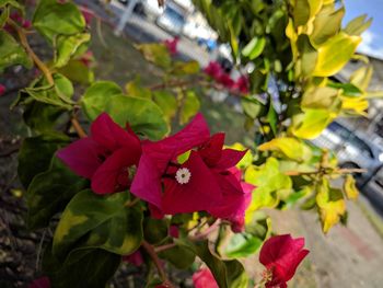 Close-up of red flowering plant