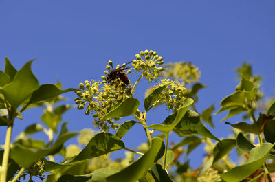 Close-up of bee on flower against clear blue sky