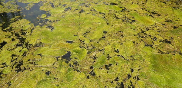 High angle view of rock
