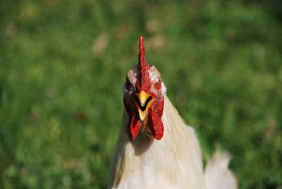 Close-up of rooster