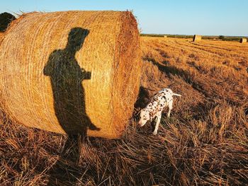 Shadow of person on field against sky