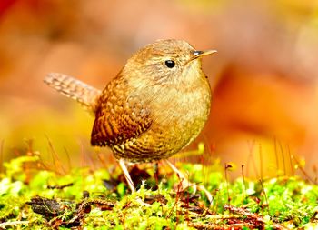 Close-up of a bird perching on a field