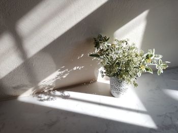 High angle view of flowering plant against wall