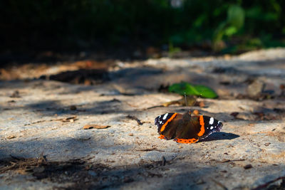 Close-up of butterfly on land