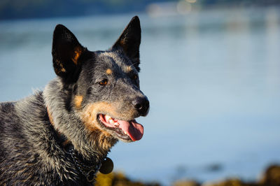 Close-up of dog