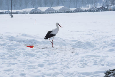 Stork in snowy winter landscape