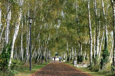 Rear view of people walking on footpath amidst trees in forest