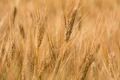 Wheat crops growing on field