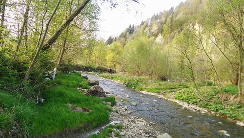 Scenic view of forest