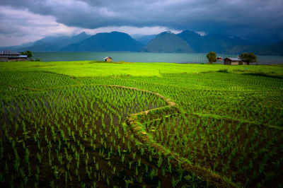 Scenic view of agricultural field against sky