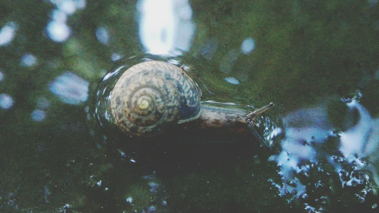 CLOSE-UP OF SNAIL