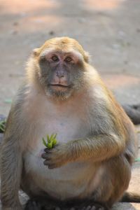 Close-up of monkey in monkey cave, chiang rai, thailand