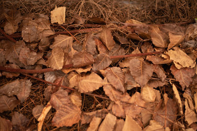 Full frame shot of dried autumn leaves on land