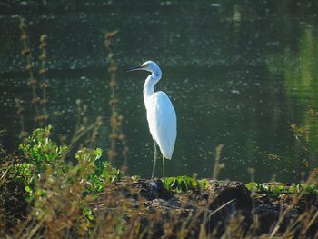 White heron in the water