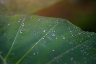 Close-up of water drops on leaves