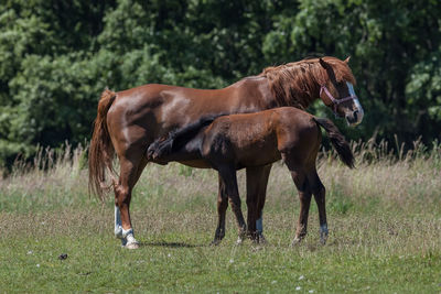 Horse grazing on field