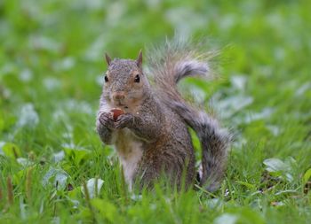 Close-up of squirrel eating nut on grass