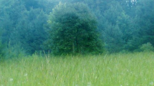 Trees on grassy field