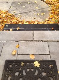 Leaves on ground