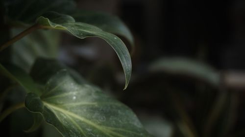 Close-up of wet plant leaves