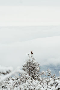 Low angle view of bird flying against sky