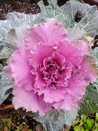 Close-up of wet pink flowering plant