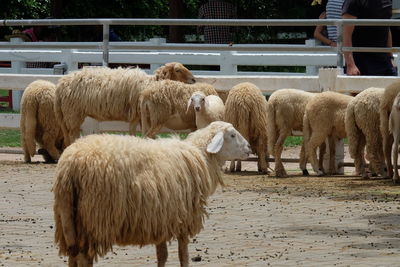 View of sheep in pen