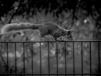 View of a cat looking through metal fence