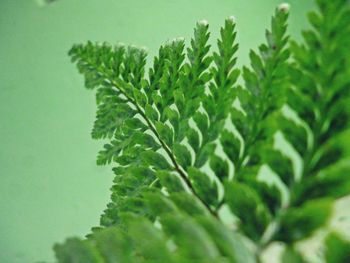 Close-up of fresh green plant