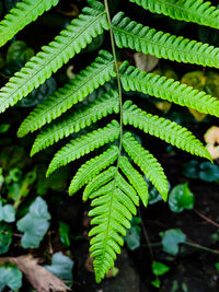 High angle view of fern leaves