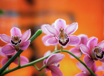 Close-up of insect on pink flower