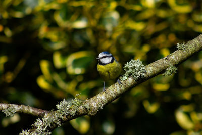 Close-up of bird perching on branch