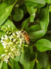 Close-up of bee pollinating on flower