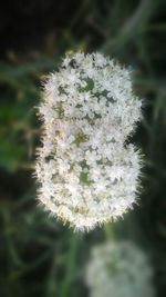 Close-up of white flowers