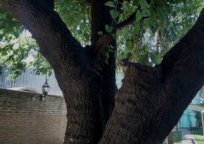 Close-up of tree trunk hanging on branch