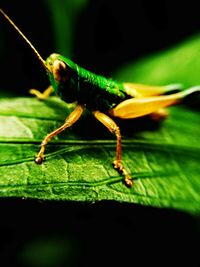 Close-up of insect on leaf