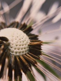 Close-up of dandelion flower