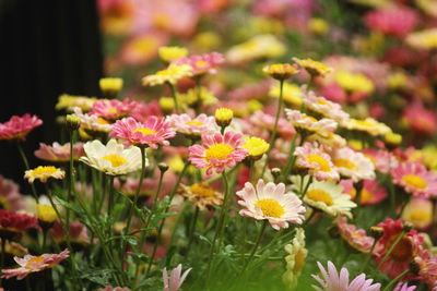 Close-up of pink flowering plants on field