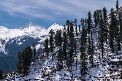 Pine trees on snowcapped mountains against sky