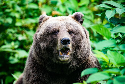 Bear in a forest