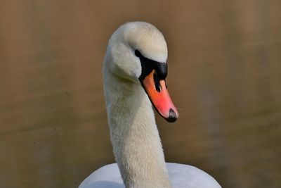 Close-up of swan