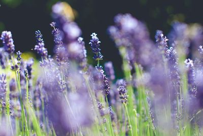 Close-up of purple flowering plants on field