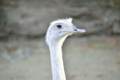 Close-up of a bird ostrich struthio camelus or simply ostrich, is a species of large flightless bird