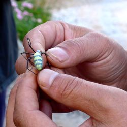 Close-up of hand holding insect