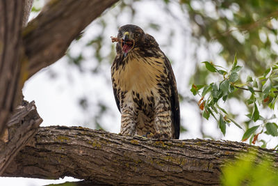 Low angle view of bird perching on tree