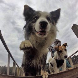 Portrait of dog against clear sky