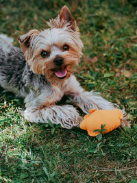 Little yorkshire terrier posing an grass. yorkie dog