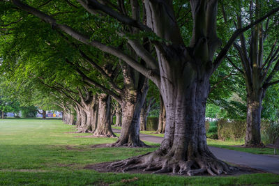 Trees in park